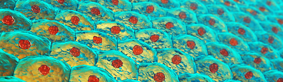Human skin cells , Skin anatomy illustration