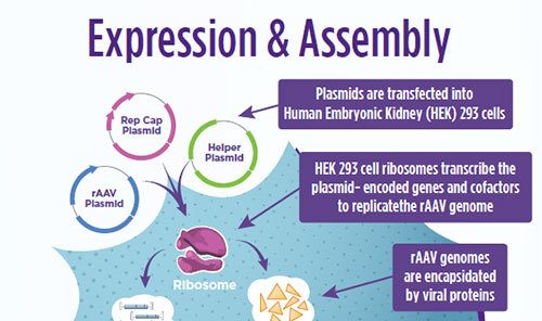 Expression and Assembly infographic
